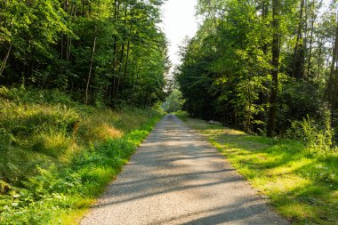Parlak yeşil orman doğal geçit güneşli gün ışığında. Gün ışığı orman ağaçları. Canlı yeşil orman sayesinde güneş. Güneş ışığı ile huzurlu Orman ağaçları. Hafif ormanında. Yaz orman. Yeşil orman doğa