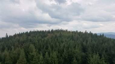 Ormandaki yeşil ağaçların havadan görünüşü. Drone fotoğrafçılığı.