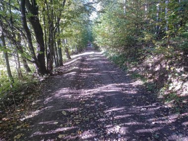 Sihirli yolu güneş ışığı tarafından parlak kalın bir orman yoluyla. Çalılar tarafından çerçeveli yolu. Dramatik ve muhteşem sahne. Güzellik dünyasını keşfedin.