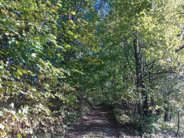 Orman Yolu Sahne Güneşli Bir Bahar Yaz Günü Çim Canlı — Stok fotoğraf