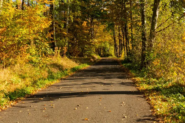 Herbstszene Fallrückzieher Überall Bunte Blätter Park Bäume Und Pfad Mit — Stockfoto