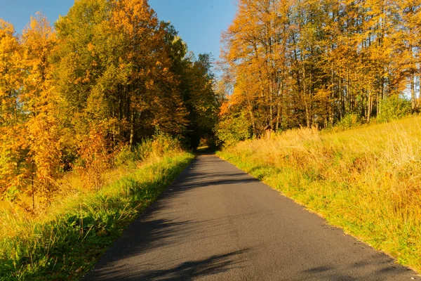 Autumn scene. Fall background. Colorful leaves in park everywhere. Trees and path covered by yellow foliage. Bright sun shining through autumn trees over road.