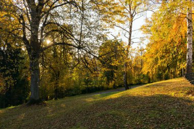 Parlak yeşil orman doğal geçit güneşli gün ışığında. Gün ışığı orman ağaçları. Canlı yeşil orman sayesinde güneş. Güneş ışığı ile huzurlu Orman ağaçları. Hafif ormanında. Yaz orman. Yeşil orman doğa