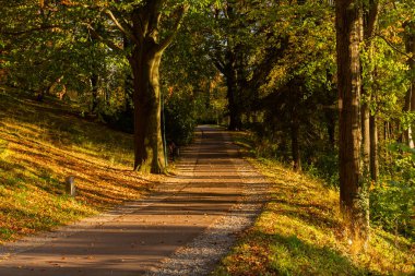 Sonbahar, sonbahar sahne. Güzel sonbahar park yolu ile. Güzellik doğa sahne. Sonbahar manzara, ağaçlar ve yaprakları, orman ağaçları ve parlak güneşin parlak yaprakları ile.