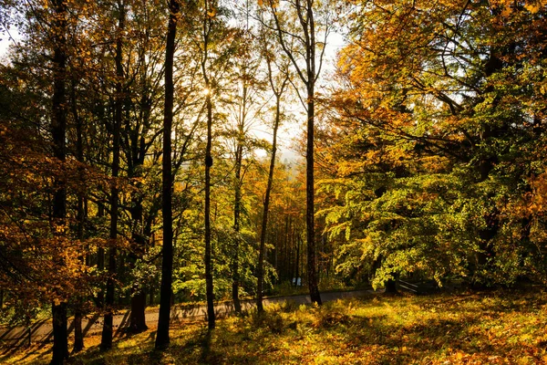 Bright green forest natural walkway in sunny day light. Sunshine forest trees. Sun through vivid green forest. Peaceful forest trees with sunlight. Forest in light. Summer forest. Green forest nature