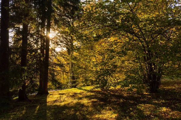 Leuchtend Grüner Waldweg Sonnigem Tageslicht Sonnenwälder Bäume Sonne Durch Leuchtend — Stockfoto