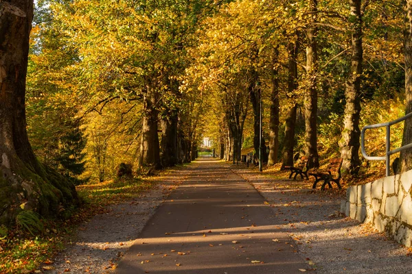 Wunderschöne Herbstlandschaft Mit Gelben Bäumen Grün Und Sonne Buntes Laub — Stockfoto