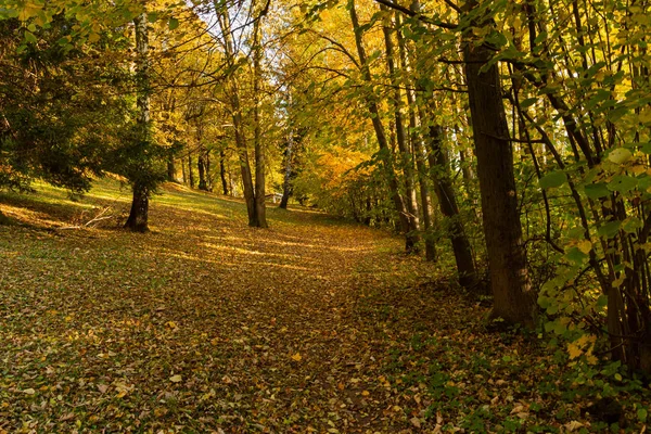 Piękny Krajobraz Jesień Żółty Drzewa Zielony Słońce Kolorowych Liści Parku — Zdjęcie stockowe