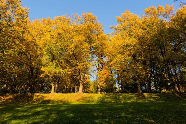 Beautiful Autumn Landscape Yellow Trees Green Sun Красочная Листва Парке — стоковое фото