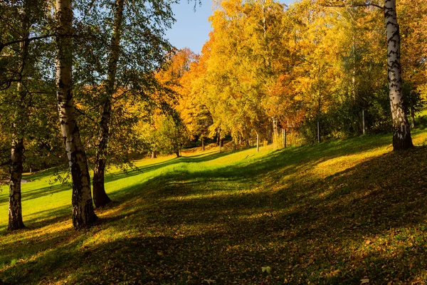 Bela Paisagem Outono Com Árvores Amarelas Verde Sol Folhagem Colorida — Fotografia de Stock