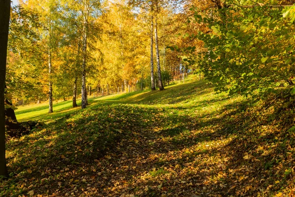Beautiful Autumn Landscape Yellow Trees Green Sun Красочная Листва Парке — стоковое фото