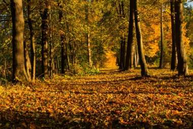 Taze yaprak dökmeyen orman, doğanın güzelliği doğal arka plan, iğne yapraklı ağaçlarda büyük gün güneş ışığı güzel manzara 