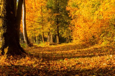 Taze yaprak dökmeyen orman, doğanın güzelliği doğal arka plan, iğne yapraklı ağaçlarda büyük gün güneş ışığı güzel manzara 