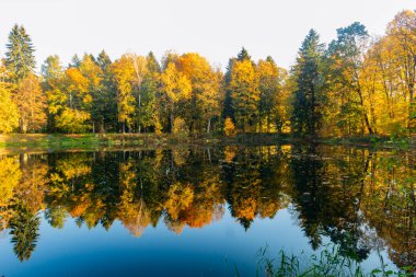 Nehir ile manzara. Ağaçlar ve çalılar nehir suda yansıtılır. Bahar Orman. Orman nehir su yüzeyi. Güzel bahar manzara. Seyahat kavramı. Bahar manzara