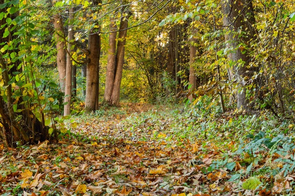 Rayos Sol Que Vierten Bosque Otoño Ligeramente Borroso Creando Ambiente — Foto de Stock