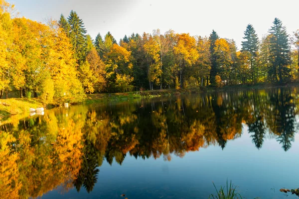 Landscape River Trees Bushes Reflected Water River Spring Forest Water — Stock Photo, Image