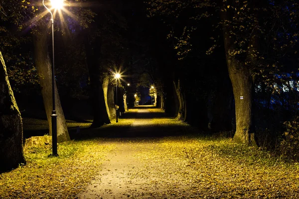 Night park with alley late autumn