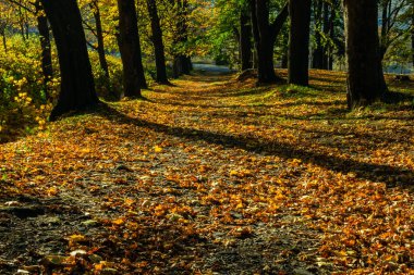 Güzel bir patika onto yeşillik aracılığıyla ışık ışınlarının döküm güneşi ile bir ormandaki altın sonbahar sahne