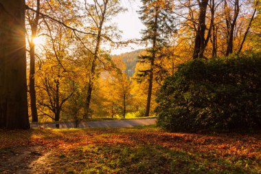 Güneşli bahar havada bahar ormandaki ağaçlar, orman yatay bahar. Güneşli bahar orman doğa. Bahar Orman ağaçlarının satır tarafından güneş ışığı yaktı. Ormanda bahar