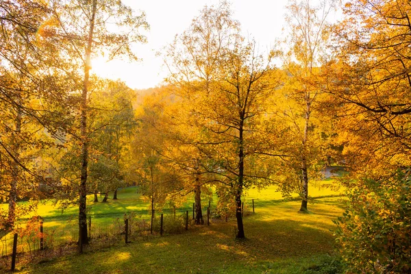 Весенний Лесной Пейзаж Деревьями Весеннем Лесу Солнечную Весну Солнечная Весенняя — стоковое фото