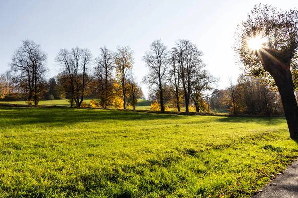 Summer Sunny Forest Trees Green Grass Nature Wood Sunlight Background — Stock Photo, Image