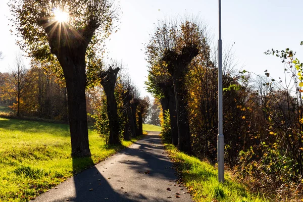 Árboles Del Bosque Soleado Verano Hierba Verde Naturaleza Madera Luz — Foto de Stock