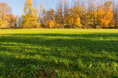 Bahar çimleri ve ormanlar gün batımında