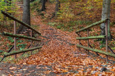 Ormanda ahşap köprü