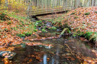 Ormanda ahşap köprü