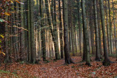 Ormanda güneşli ve uzun gölgeli güzel bir sabah manzarası.