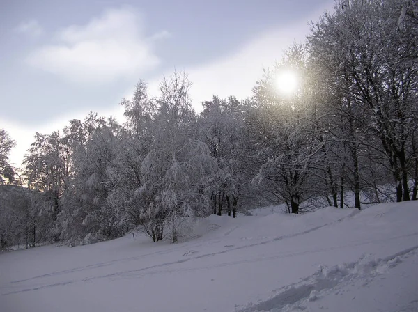 Деревья Покрытые Инеем Снегом Горах — стоковое фото