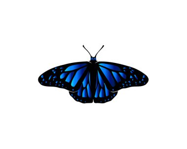 Butterfly with big blue wings on white background. clipart