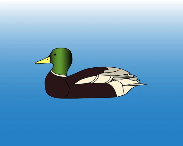 Canard Vert Sur Eau Bleue — Image vectorielle