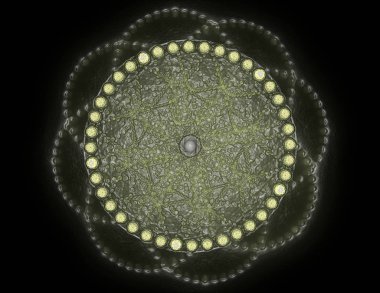Dantelli renkli saat desen. Dijital fractal sanat tasarım. Kutsal semboller işaretler geometrisi soyut tasarım. Astroloji simya sihirli tasarımlar. Geometrik sarmal. Soyut renkli fraktal doku