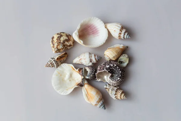 Sea Shells Isolated Gray Background — Stock Photo, Image