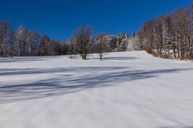 Karlı çayır ve karla kaplı ağaçlarla kışın kırsal alan