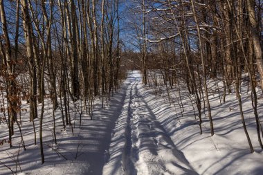 Kış orman yolda. Köknar ormanda günbatımı. Kış manzarası