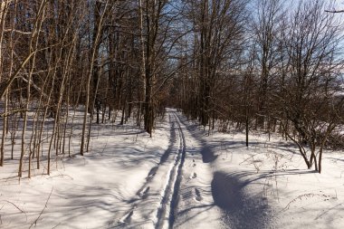 Kış orman yolda. Köknar ormanda günbatımı. Kış manzarası