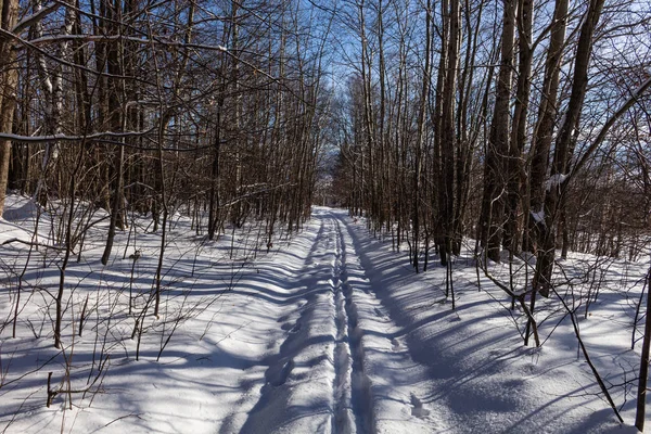 Kış orman yolda. Köknar ormanda günbatımı. Kış manzarası