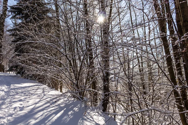 Spokojny Krajobraz Snowy Zimowy Poranek Kolorowe Tła Ośnieżonych Drzew Pozycji — Zdjęcie stockowe