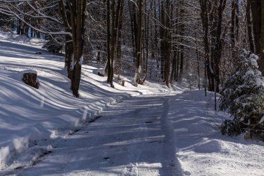 Kış orman yolda. Köknar ormanda günbatımı. Kış manzarası
