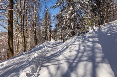 Kış manzarası - orman karlı kış ağaçlar bulutlu kış havalarda. Doğanın huzurlu sahne kış, kar kış orman kaplı ağaçlar kış