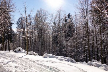 Kış manzarası - orman karlı kış ağaçlar bulutlu kış havalarda. Doğanın huzurlu sahne kış, kar kış orman kaplı ağaçlar kış