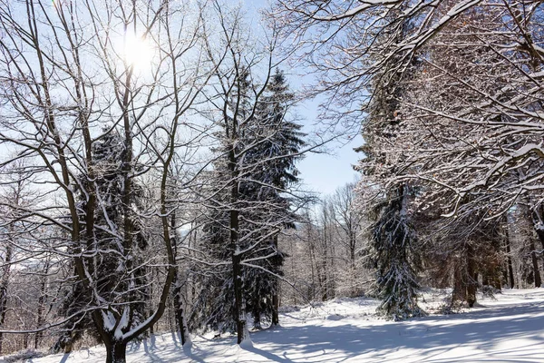 Sun-drenched winter landscape covered with snow on trees.