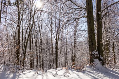 Sabahları güneş ışığıyla parlayan görkemli kış manzarası. Dramatik kış sahnesi.