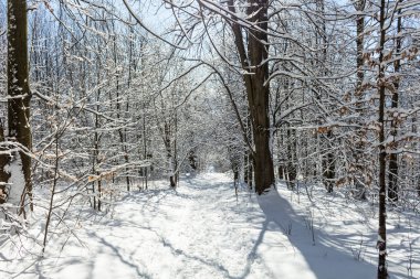 Yol karla kaplı. Donmuş ağaçlar ile kış yolu.