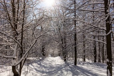 Yolun karlı ağaçların arasındaki.