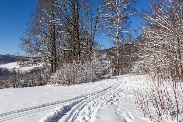 Camino Invierno Corriendo Entre Los Árboles Congelados — Foto de Stock