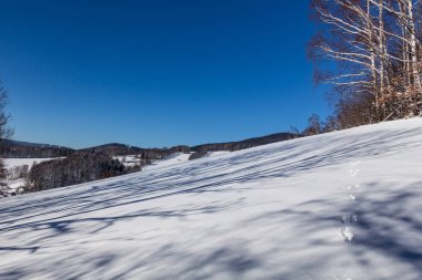 Dağlarda kar ve karla kaplı ağaçlar