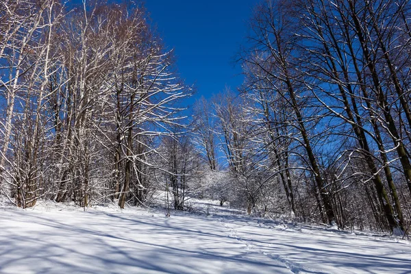 Árboles cubiertos de heladas y nieve en las montañas — Foto de Stock